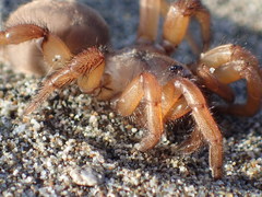 Aptostichus miwok