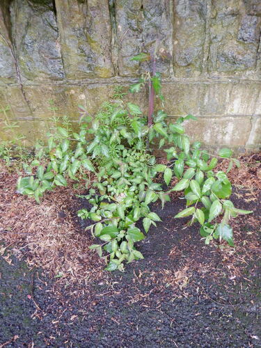 Leycesteria formosa