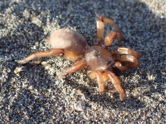 Aptostichus miwok