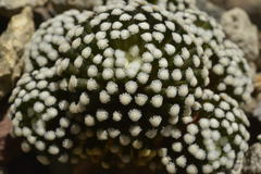 Mammillaria luethyi