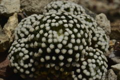 Mammillaria luethyi