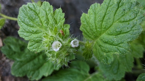 Image of Phacelia rattanii by (c) velodrome, some rights reserved (CC BY)