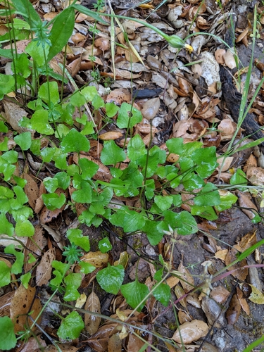 California Golden Violet foliage
