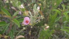 Malacothamnus foliosus