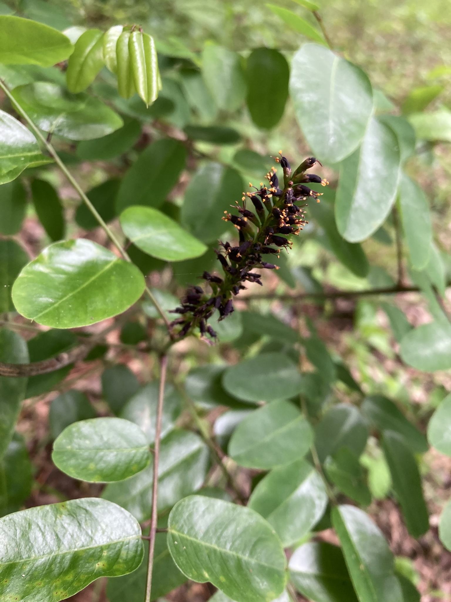 Amorpha nitens