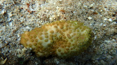 Turbinaria stellulata