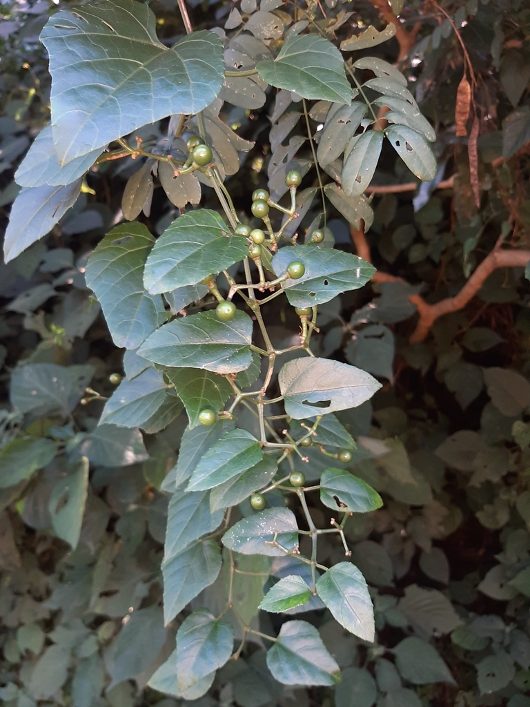 Forest Grape Vine