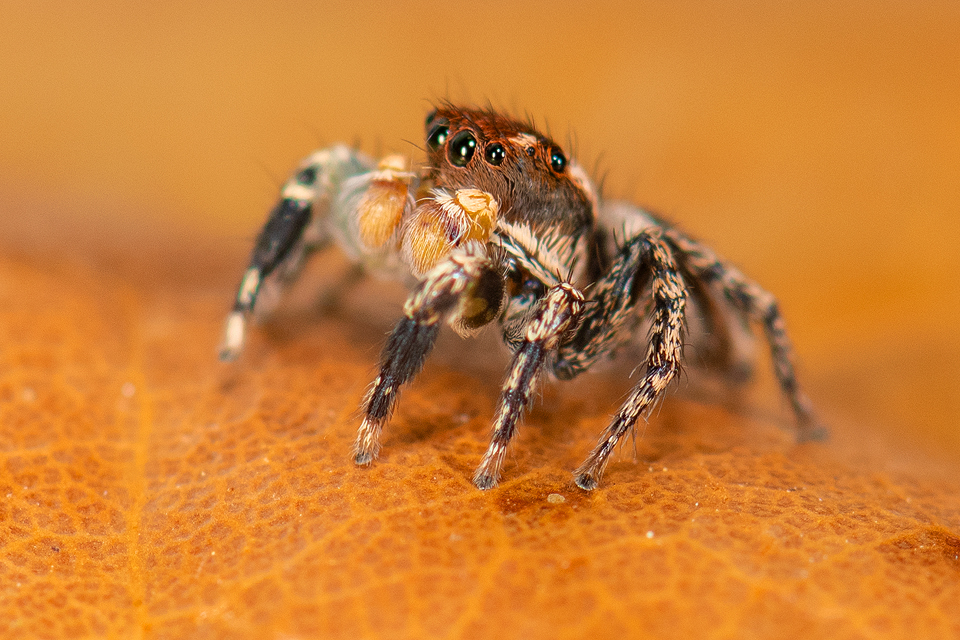 Habronattus delectus