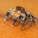 Habronattus delectus - Photo (c) Marshal Hedin, some rights reserved (CC BY-NC-SA), uploaded by Marshal Hedin