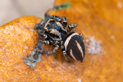 Habronattus delectus
