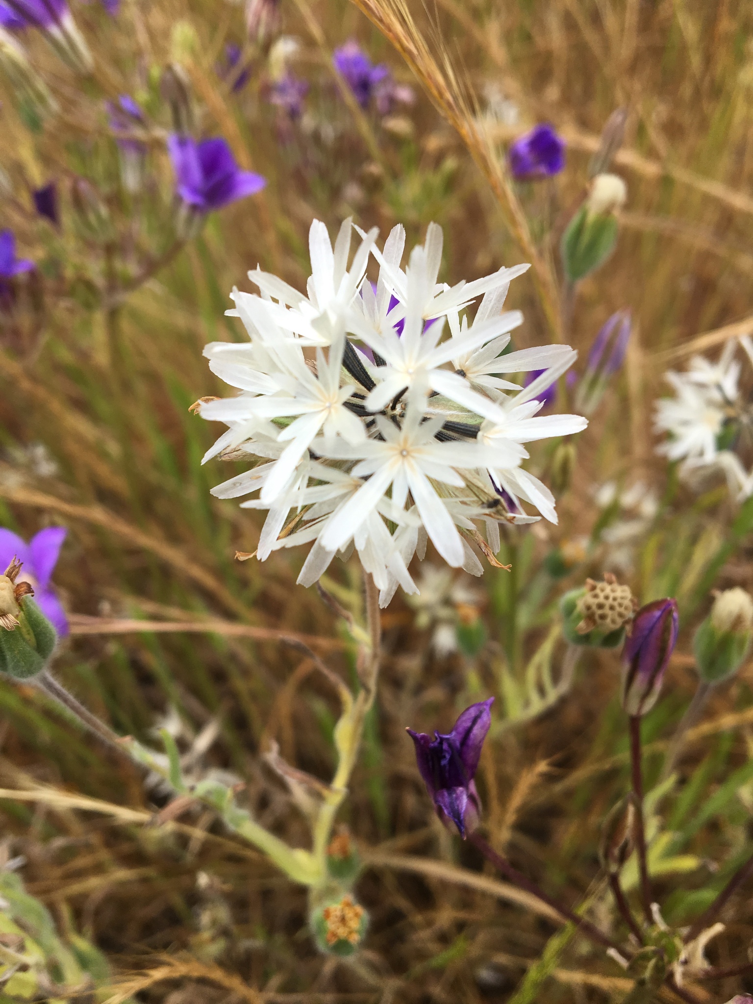 Achyrachaena mollis