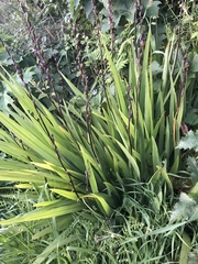 Chasmanthe floribunda