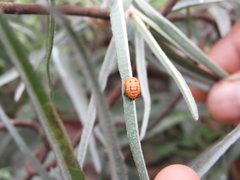 Hippodamia convergens