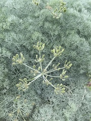 Lomatium columbianum