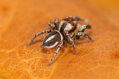 Habronattus delectus