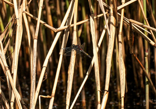 Large White-faced Darter, 1241 Kortenhoef, Nederland, photo 8 of 10