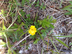 Potentilla canadensis