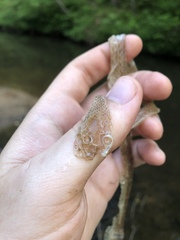 Nerodia sipedon