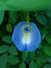 Clitoria ternatea