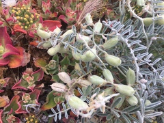 Astragalus miguelensis