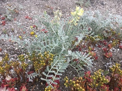 Astragalus miguelensis