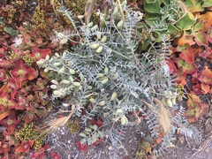 Astragalus miguelensis