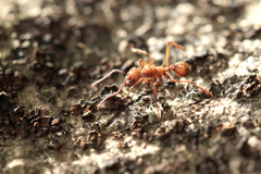 Acromyrmex coronatus