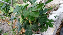 Cnidoscolus aconitifolius