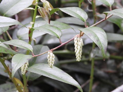 Leucothoe