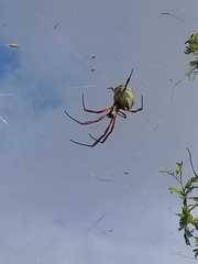 Trichonephila sexpunctata