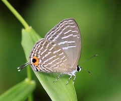 Jamides alecto alocina