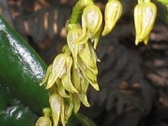 Epidendreae