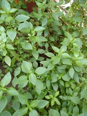 Ocimum basilicum