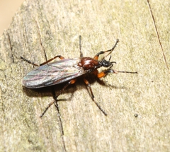 Bibio articulatus