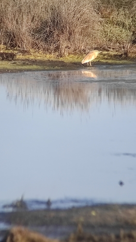 Squacco Heron