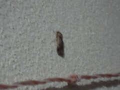 Insecta