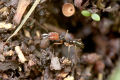Odontomachus erythrocephalus