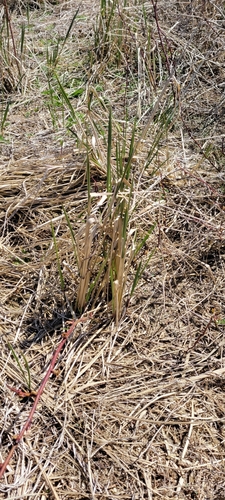 Ammophila observed 2024-04-28