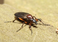 Bibio articulatus