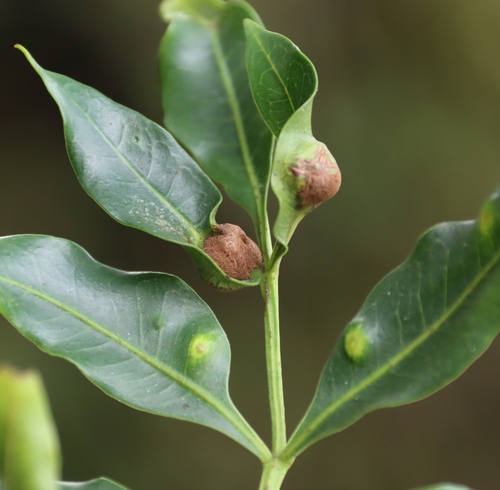 Image of Ekebergia capensis by (c) Tony Rebelo, some rights reserved (CC BY-SA)