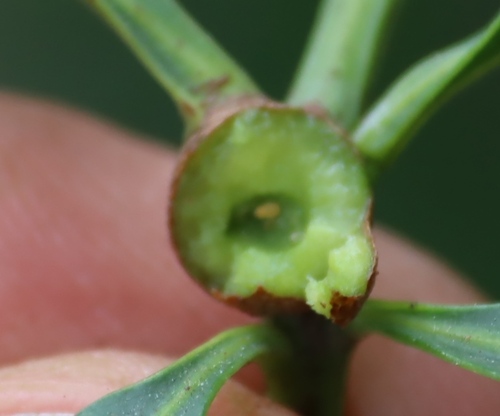 Image of Ekebergia capensis by (c) Tony Rebelo, some rights reserved (CC BY-SA)