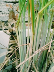 Felis catus
