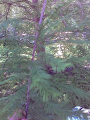 Taxodium distichum