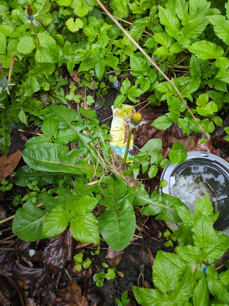 common dandelion from City Centre West, York, UK on April 28, 2024 at ...