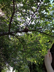 Malacosoma americana