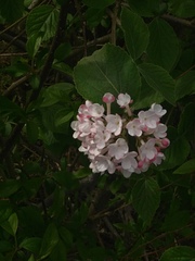 Viburnum juddii