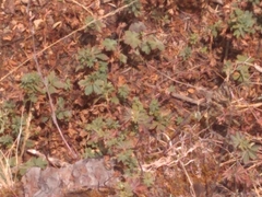 Alchemilla procumbens