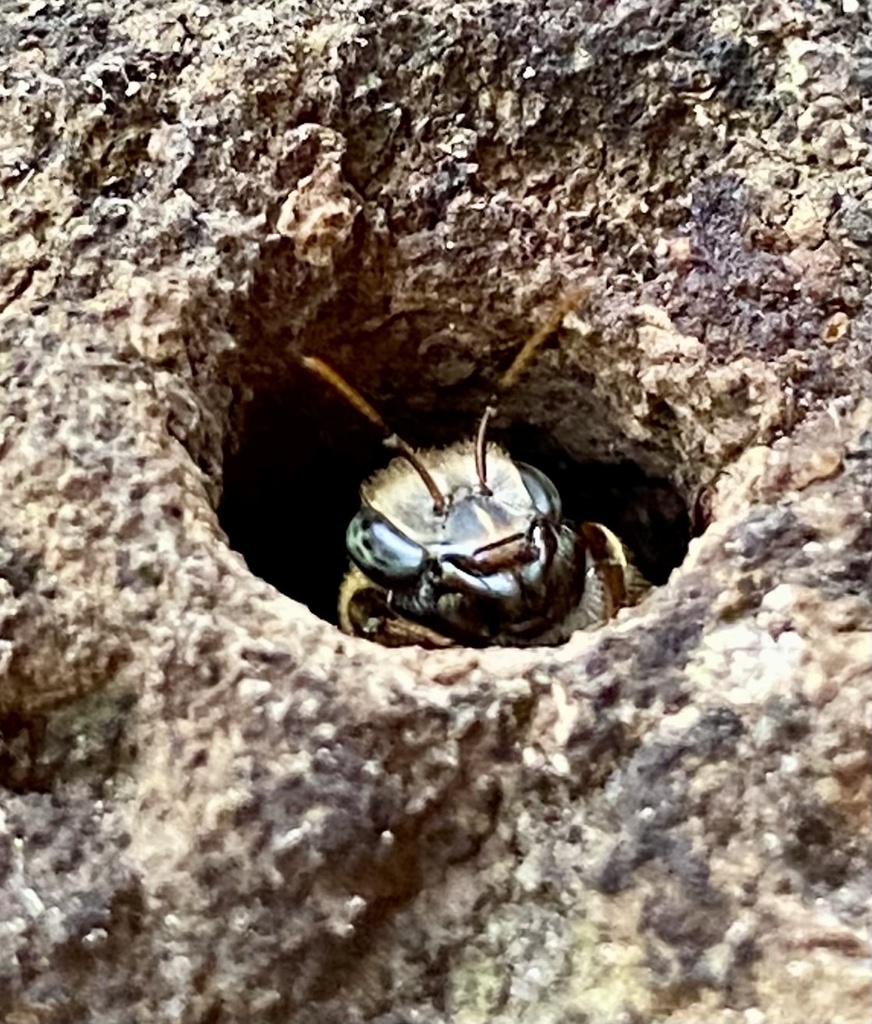 Melipona brachychaeta