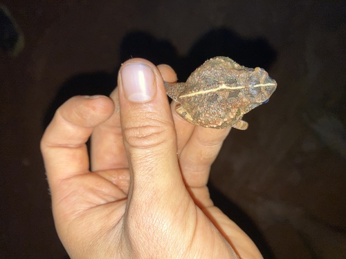 Eastern Flat-backed Toad