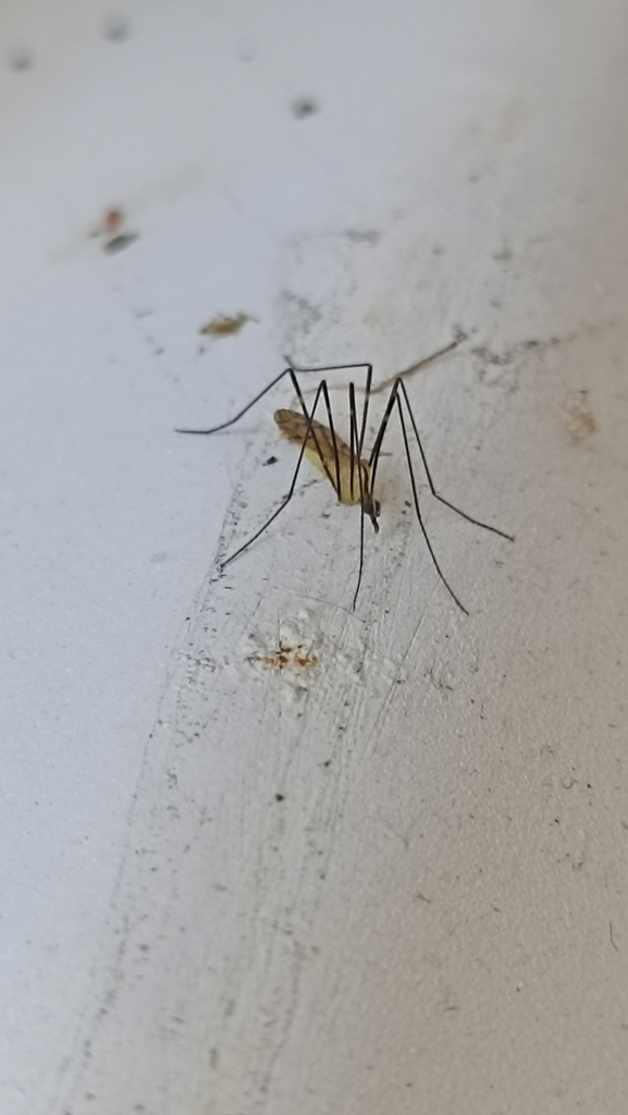 Dicranomyia contradistincta